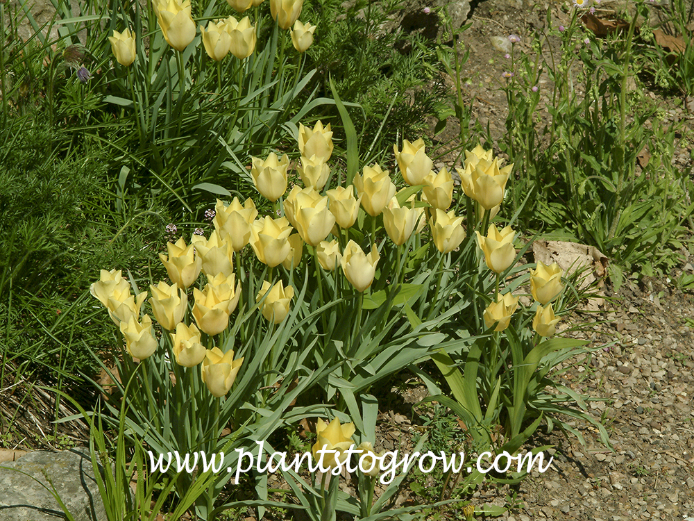 Tulipa batalinii
(mid May)